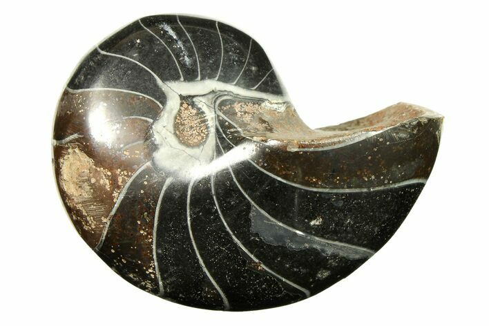 Polished Fossil Nautilus (Cymatoceras) - Unusual Black Color! #297166